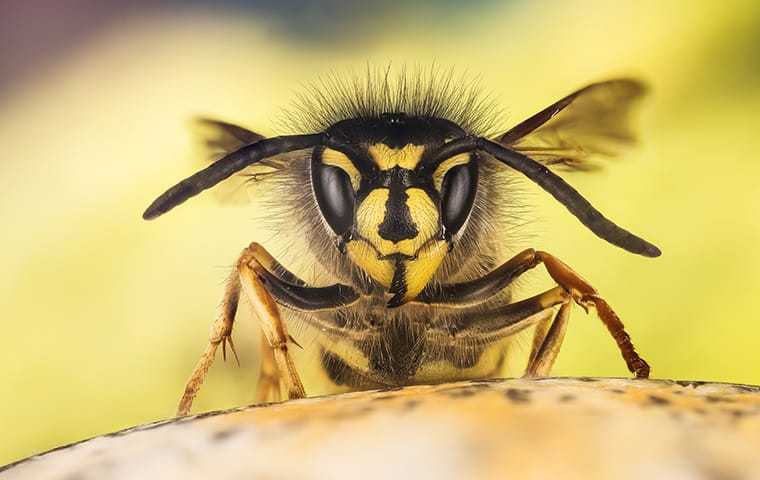 close up of a wasp