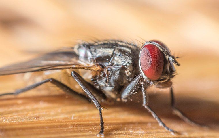 cluster fly on a counter