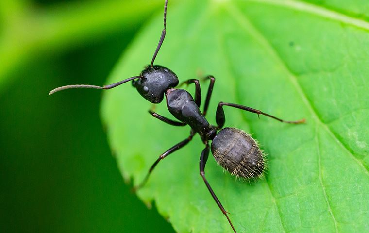 Yard Ants