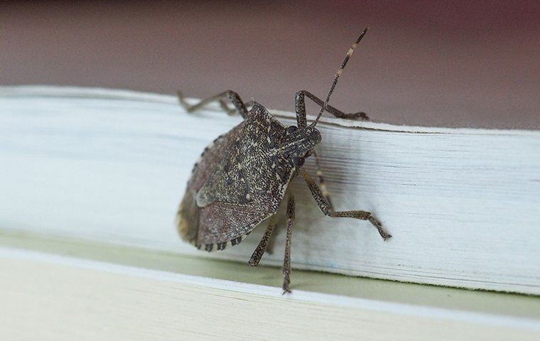 Overwintering Pests